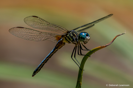 Elegant Dragonfly