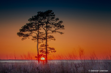 Trees at Sunrise