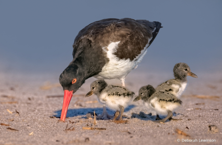 Oystercatcher with Chicks