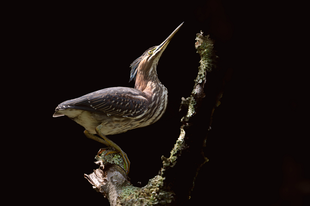 Green Heron Crouch