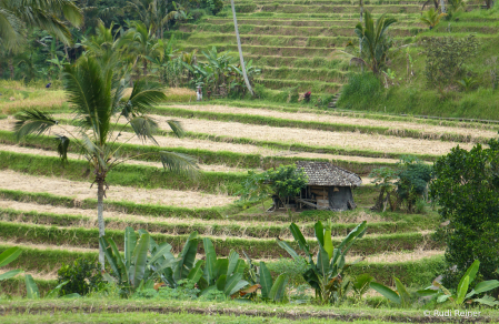 Old rice terrace shack, Bali