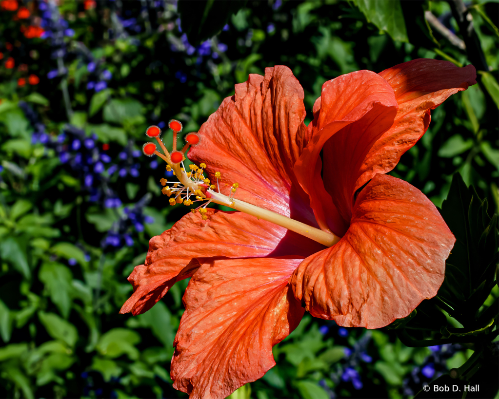 Hibiscus Closeup