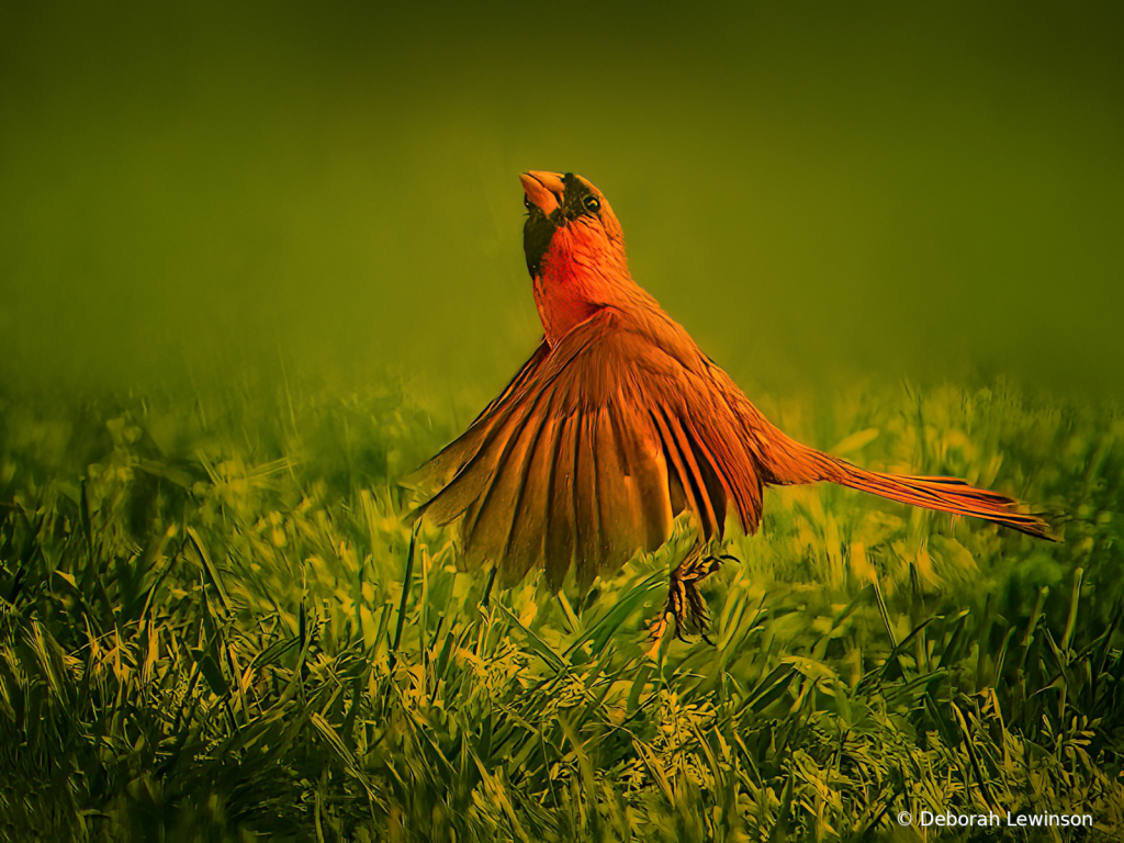 Pretty Robin