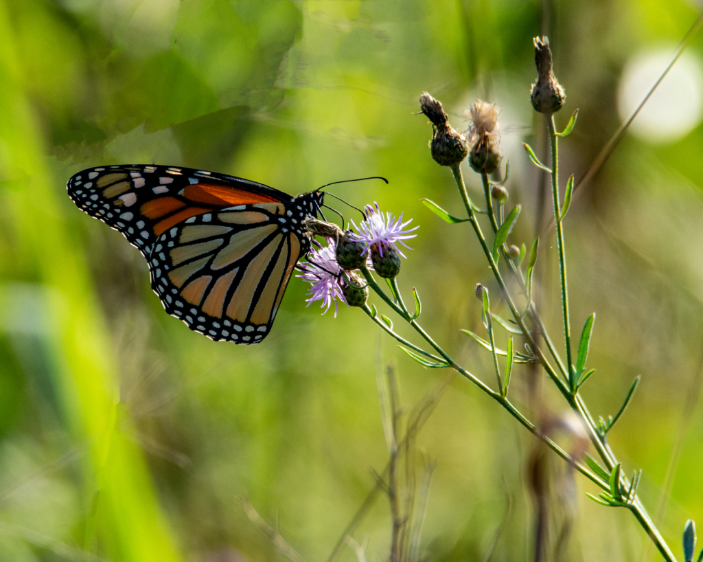 Butterfly On Thistle