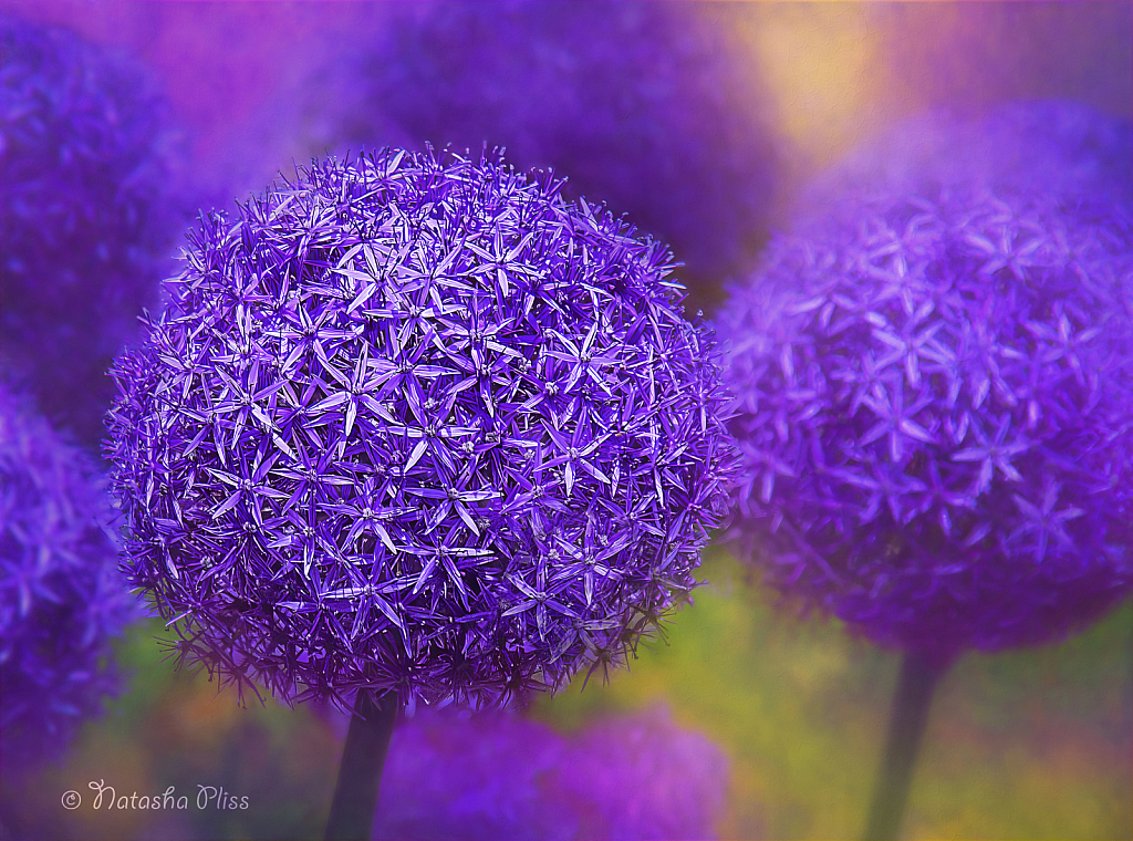 Allium