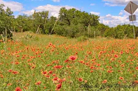 Indian Blankets