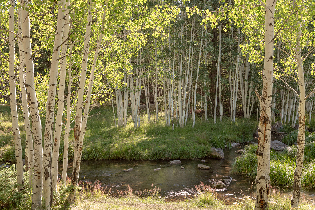 Aspens