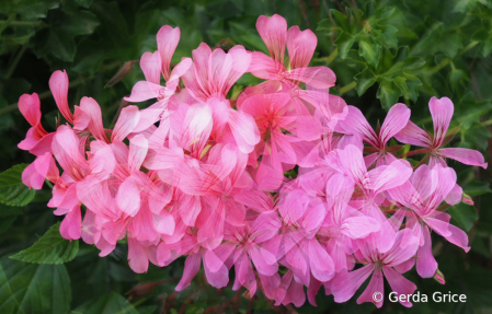 Pink and Pretty with Double Exposure