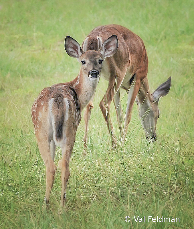 On Lookout Duty