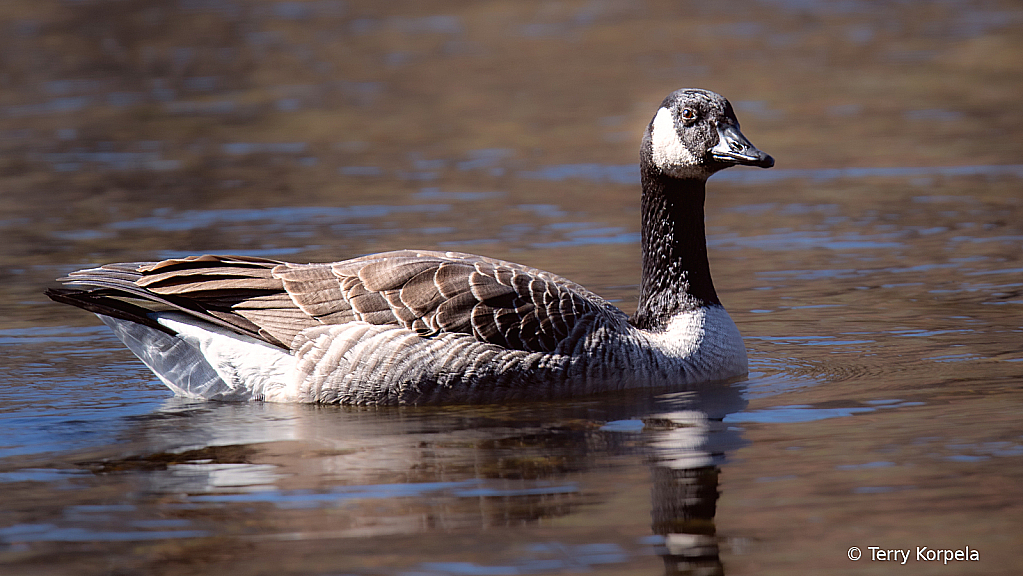 Canada Goose