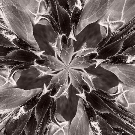 Pointy Petals inverted morphed