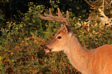 Horns of Velvet