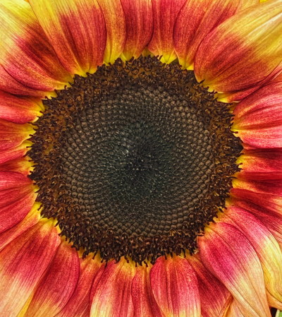 Sunflower Details 