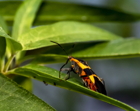 Milkweed Beetle