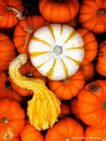 ~ ~ PUMPKIN GALORE ~ ~ 