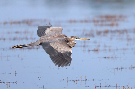 Great Blue Heron