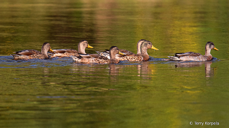 Young Mallards on the Watauga River