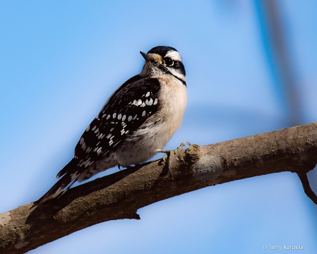 Downy Woodpecker 