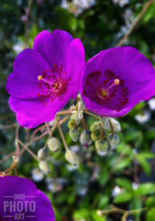 ~ ~ FUSCHIA TWINS ~ ~ 