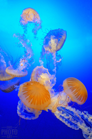 ~ ~ DANCE OF THE JELLYFISH ~ ~ 