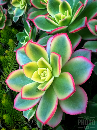 ~ ~ VIVID SUCCULENTS ~ ~ 