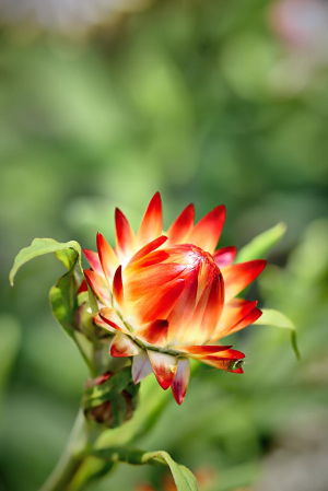 Straw Flower