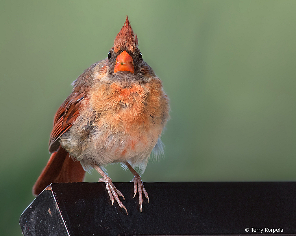 Northern Cardinal (Female)