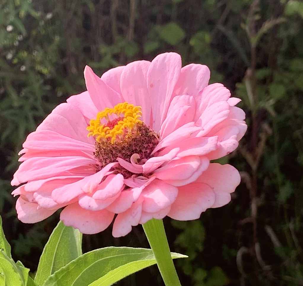 zinnia, in pink 