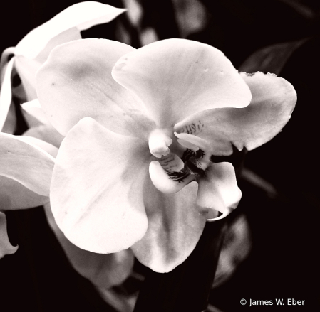 Orchid detail in black and white 2