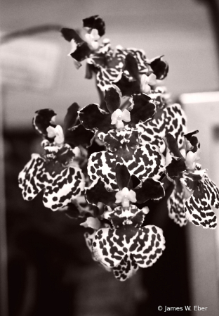 Orchid Detail in Black and White 3