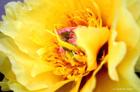 Yellow Peony 