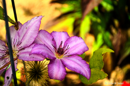 Colorful Clematis 