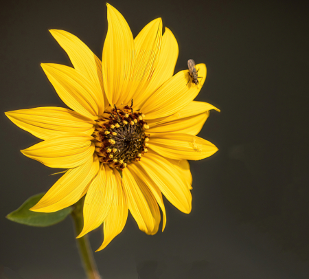 Bug on a Flower