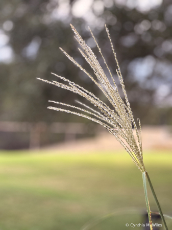 Grass Seeds