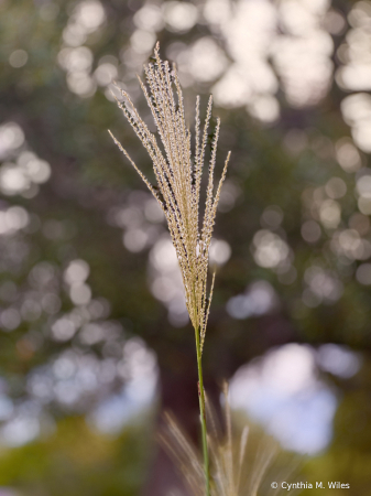 Grass Seeds ll 