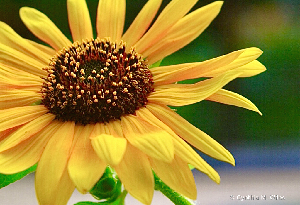 Breezy Sunflower 