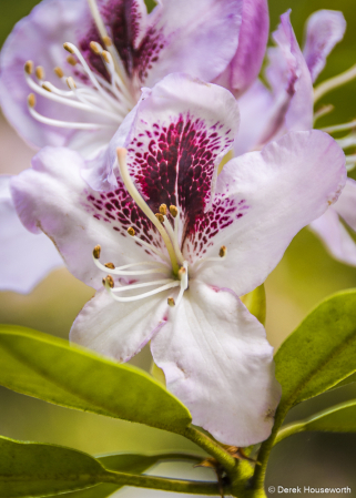 Rhododendron 'Arthur Bedford'