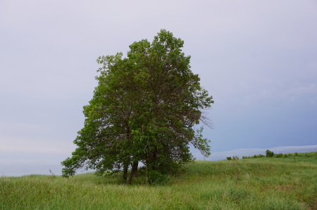 Tree on the dunes of Lake Superior