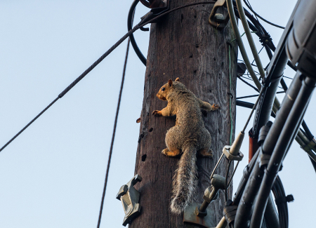 Lineman of the Rodent Kind (Fox Squirrel)