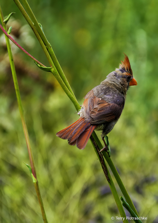 Young Cardinal