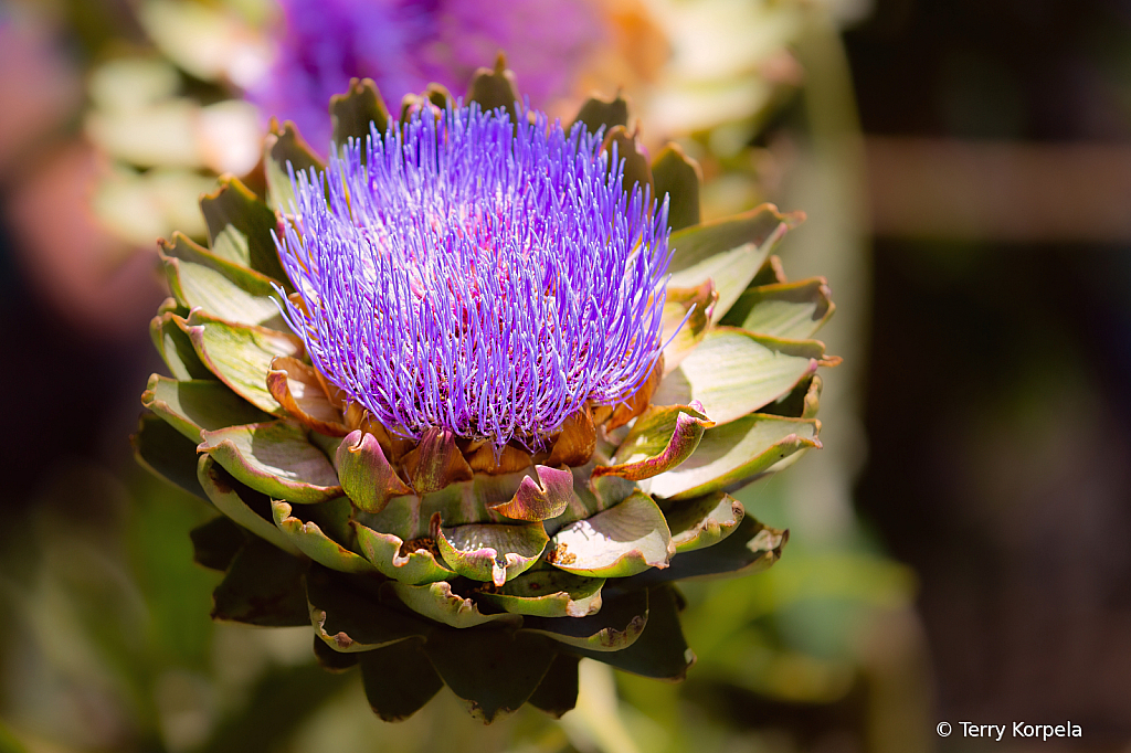 Artichoke Flower