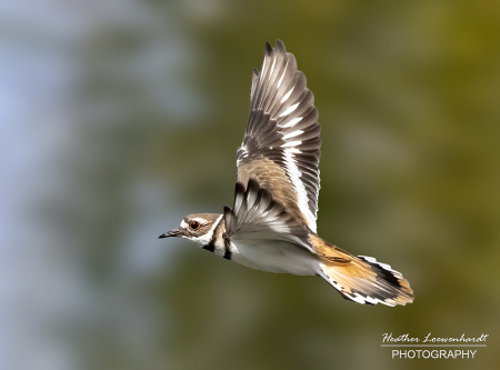 Killdeer in Flight