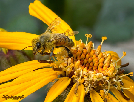 Western Honey Bee Pollinator