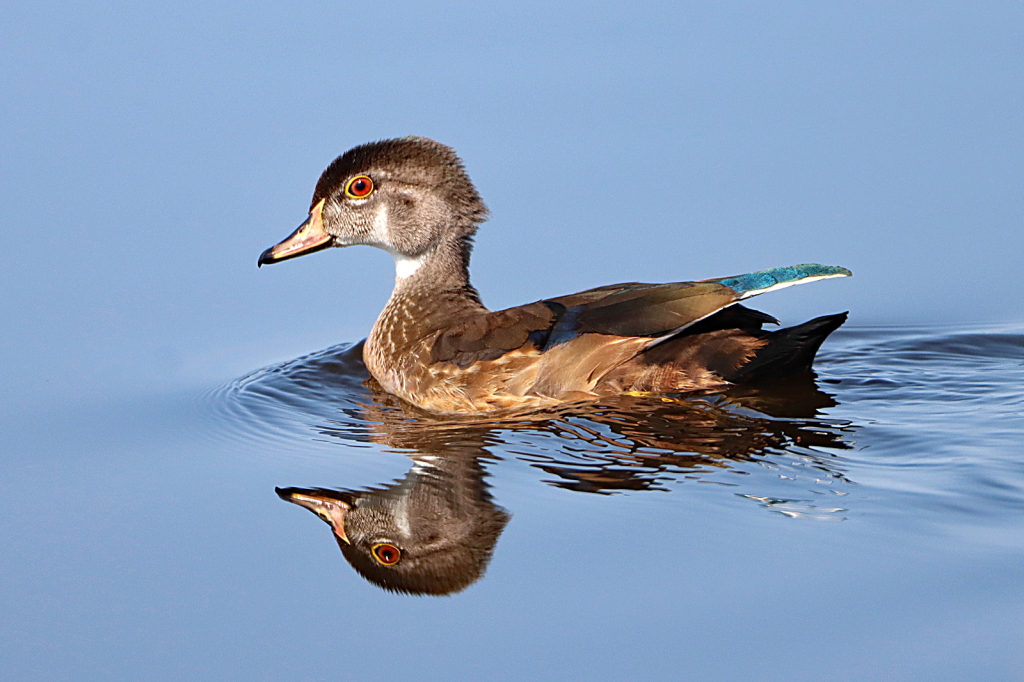 Juvenile Wood Duck