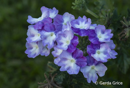 Purple and Mauve Verbena