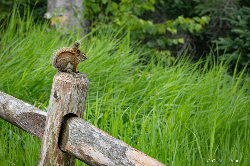 On The Fence