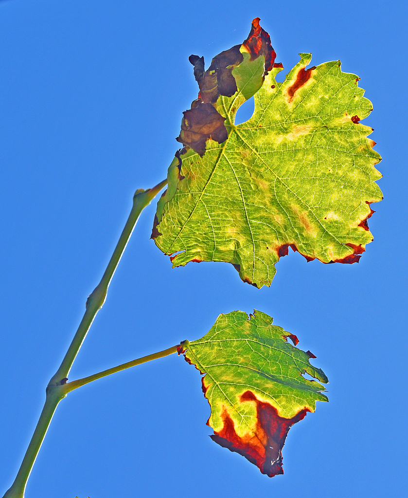 Autumn is entering with the vineyard leaves!