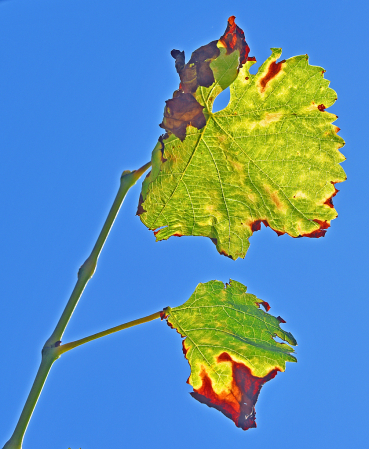 Autumn is entering with the vineyard leaves!