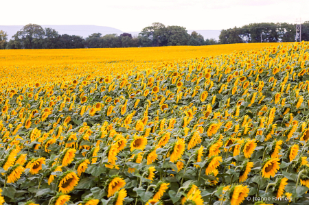 "Sunflower Sunset"