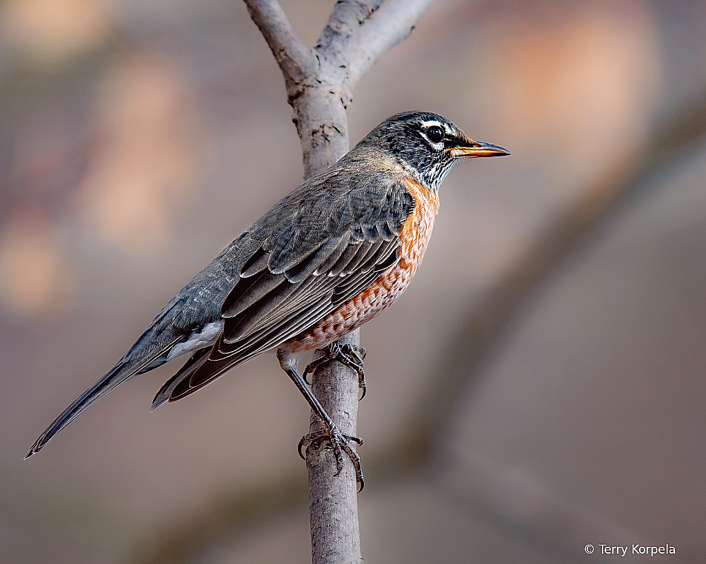 American Robin